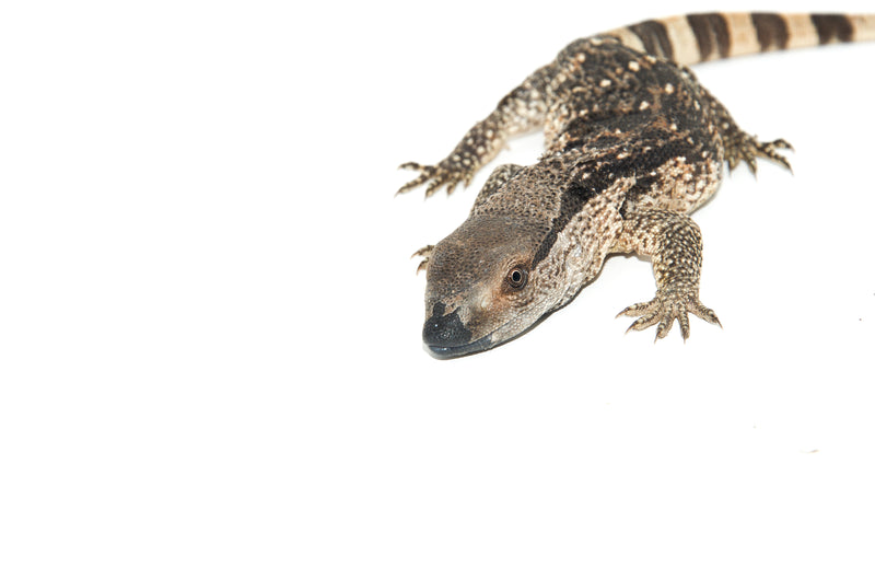 Cape Banded White Throat Monitor